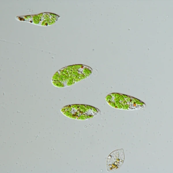 Euglena
