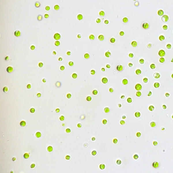 chlorella vulgaris
